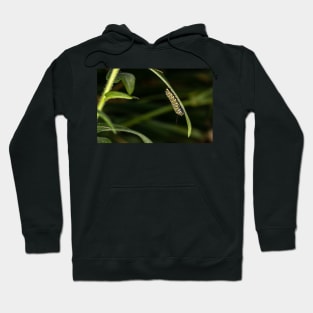 Monarch Caterpillar Hoodie